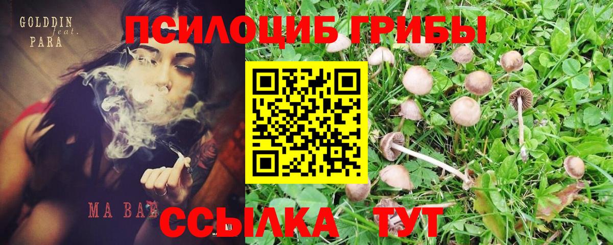 Галлюциногенные грибы Psilocybe Волгодонск