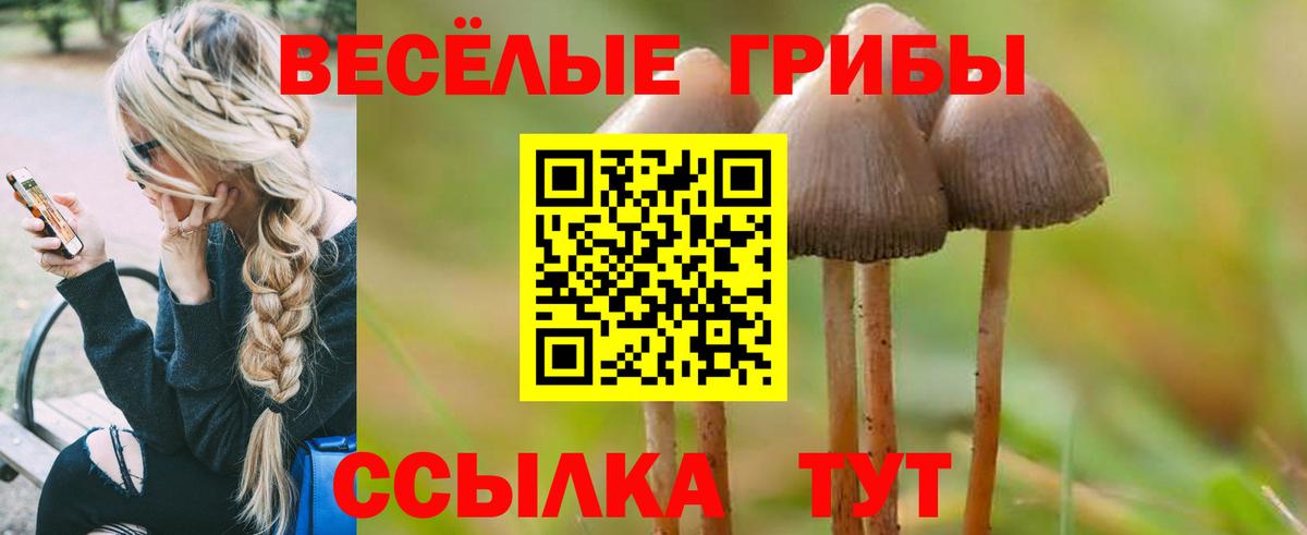 Галлюциногенные грибы Psilocybe  Вход с VPN  Волгодонск  Галлюциногенные грибы прущие грибы 